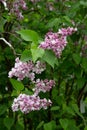 Lilas commun Common lilac yringa vulgaris. Royalty Free Stock Photo