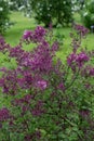 Lilas Lilac Syringa