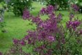 Lilas Lilac Syringa