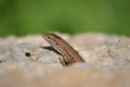 Lilford`s wall lizard Podarcis lilfordi Lacertidae , endemic to the Balearic