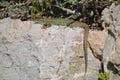 Sunbathing Lilford`s wall lizard Podarcis Lilfordi, Lacertidae, endemic to the Balearic