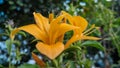 Lili flower with blurred background image, yellow flowers in the garden