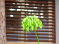 Green seeds on Lily of the Nile flower in Village garden, Andalusia Royalty Free Stock Photo