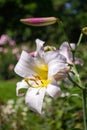 Lilia Close up of beautiful summer Garden with flowers. Sunny day Royalty Free Stock Photo