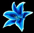 Lilia flower on black isolated background with clipping path. Closeup. For design. . Royalty Free Stock Photo