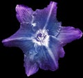 Lilia flower on black isolated background with clipping path. Closeup. For design. View from above Royalty Free Stock Photo