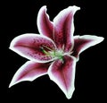 Lilia flower on black isolated background with clipping path. Closeup. For design. View from above. Royalty Free Stock Photo