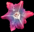 Lilia flower on black isolated background with clipping path. Closeup. For design. View from above. Royalty Free Stock Photo