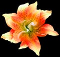 Lilia orange flower on black isolated background with clipping path. Closeup. For design. View from above. Royalty Free Stock Photo