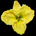 Lilia yellow flower on black isolated background with clipping path. Closeup. For design. View from above Royalty Free Stock Photo