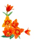 Liliaceae tulip Royalty Free Stock Photo