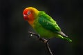 Lilian`s Nyasa lovebird, Agapornis lilianae, green red green small parrot sitting on the branch in the dark tropic forest. Bird i Royalty Free Stock Photo