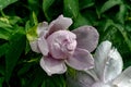 Lilic Peony Flower in pastel tone