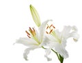 Lilies Royalty Free Stock Photo