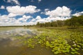 Lilies at Bird Billabong, Australia