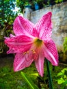 lilies bloom beautifully in the garden