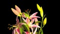 Lilies bloom and fade, time-lapse with alpha channel