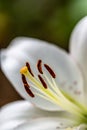 Lilies blooming in Changchun Park, China