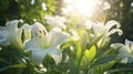 Lilies blooming in fresh splendor