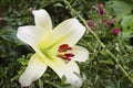 Lilies are blooming. Garden flowers, yellow lily, royal flower. Rural life. Summer beauties of the garden - royal lilies. View