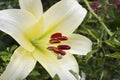 Lilies are blooming. Garden flowers, yellow lily, royal flower. Rural life. Summer beauties of the garden - royal lilies. View