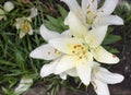 Lilies are blooming. Garden flowers, yellow lily, royal flower. Rural life. Summer beauties of the garden - royal lilies. View