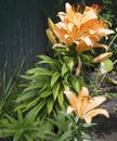 Lilies are blooming. Garden flowers, yellow lily, royal flower. Rural life. Summer beauties of the garden - royal lilies. View