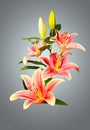 Lilies in a bouquet.Beautiful lily flowers in a light background in a photo drawing.