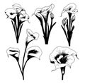 Lilies calla Set sketch hand drawn in doodle style illustration