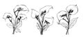 Lilies calla Set sketch hand drawn in doodle style Vector illustration