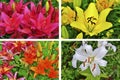 Lilies collage Royalty Free Stock Photo