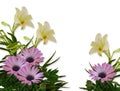 Lilies and Daisies Floral Background