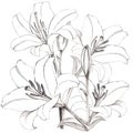 Lilies drawing in black pencil. Illustration for decor.