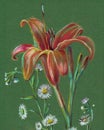 Lilies drawing in color pencils. Illustration for decor.
