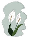 Drawing of the lilies and elongated oval-shaped leaves on their stalk, vector or color illustration