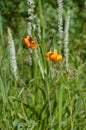 Lilies of the Field and Forest: Tiger Lillies Royalty Free Stock Photo