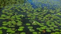 Lilies floating atop a Bacalar, Mexico lagoon