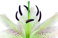 Lilies flower