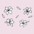 Lilies flower set