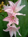 Lilies are flowering plants belonging to the liliaceae familiy