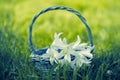 Lilies flowers in a basket