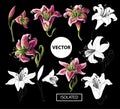 Lilies flowers isolated on a black background. Vector illustration. Royalty Free Stock Photo