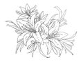 Lilies flowers monochrome vector illustration. Beautiful draw of tiger lilly isolated on white background. Element for design Royalty Free Stock Photo