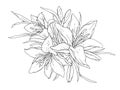 Lilies flowers monochrome vector illustration. Beautiful draw of tiger lilly isolated on white background. Element for design Royalty Free Stock Photo