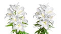 Lilies flowers. Teo white lilies. Flowers isolated on white background. Template for design