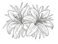 Lilies flowerÃâ¹ monochrome illustration. Beautiful tiger lilies isolated on white background. Element for design