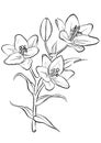 Lilies. Freehand drawing.