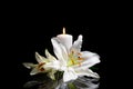 Funeral lily flowers and burning candle on dark background Royalty Free Stock Photo
