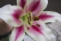 Lilies in the garden. White and purple blooming lily. Royal breed of flowers. Flowers in the garden