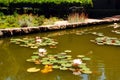 Lilies grow in a water garden in a courtyard